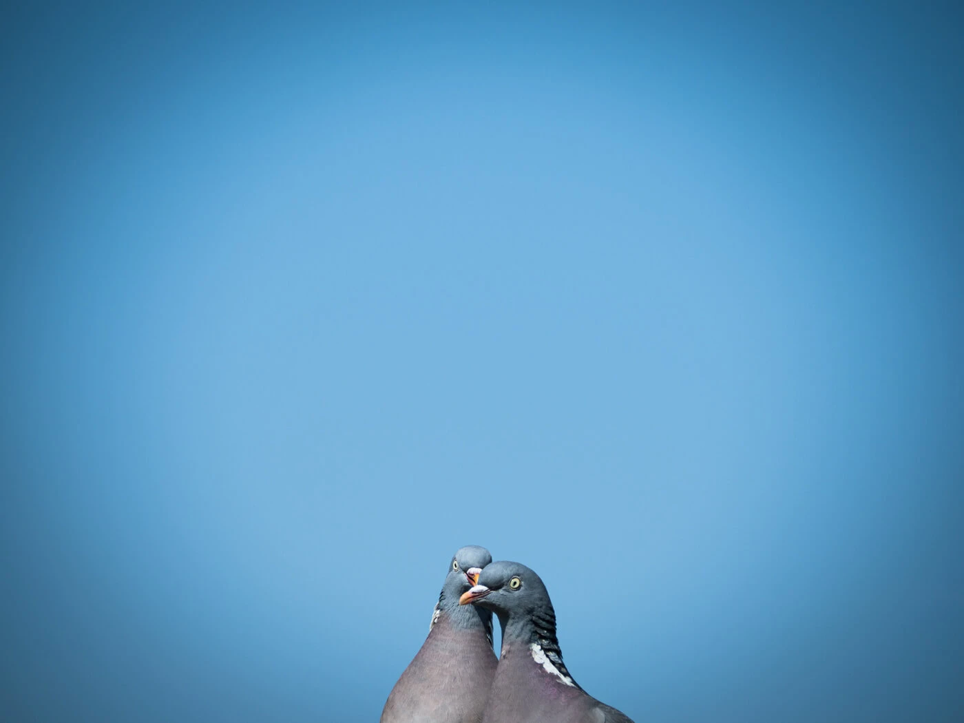 Fred and Doris - Two pigeons on my fence